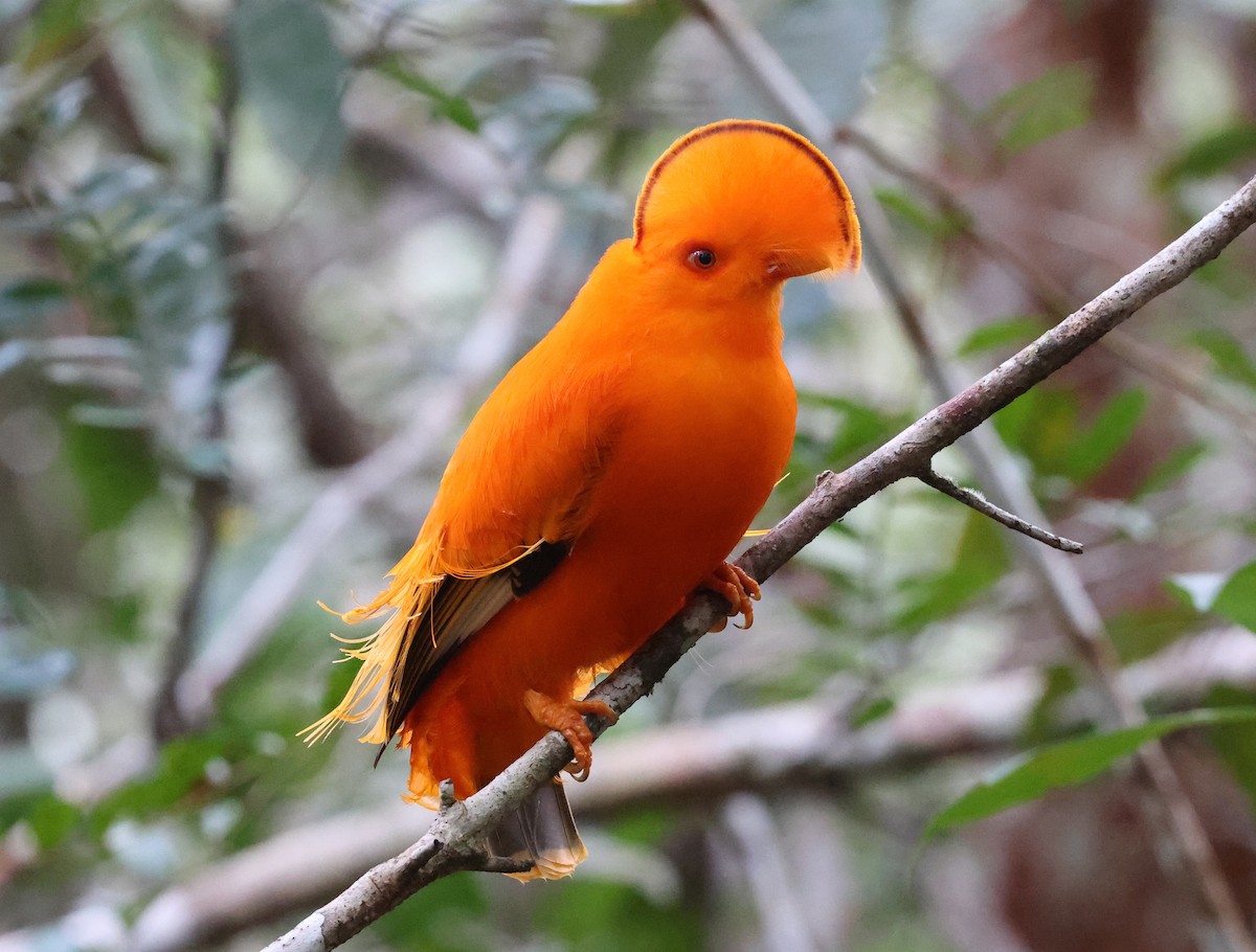 Coq-de-roche orange - ML620466565