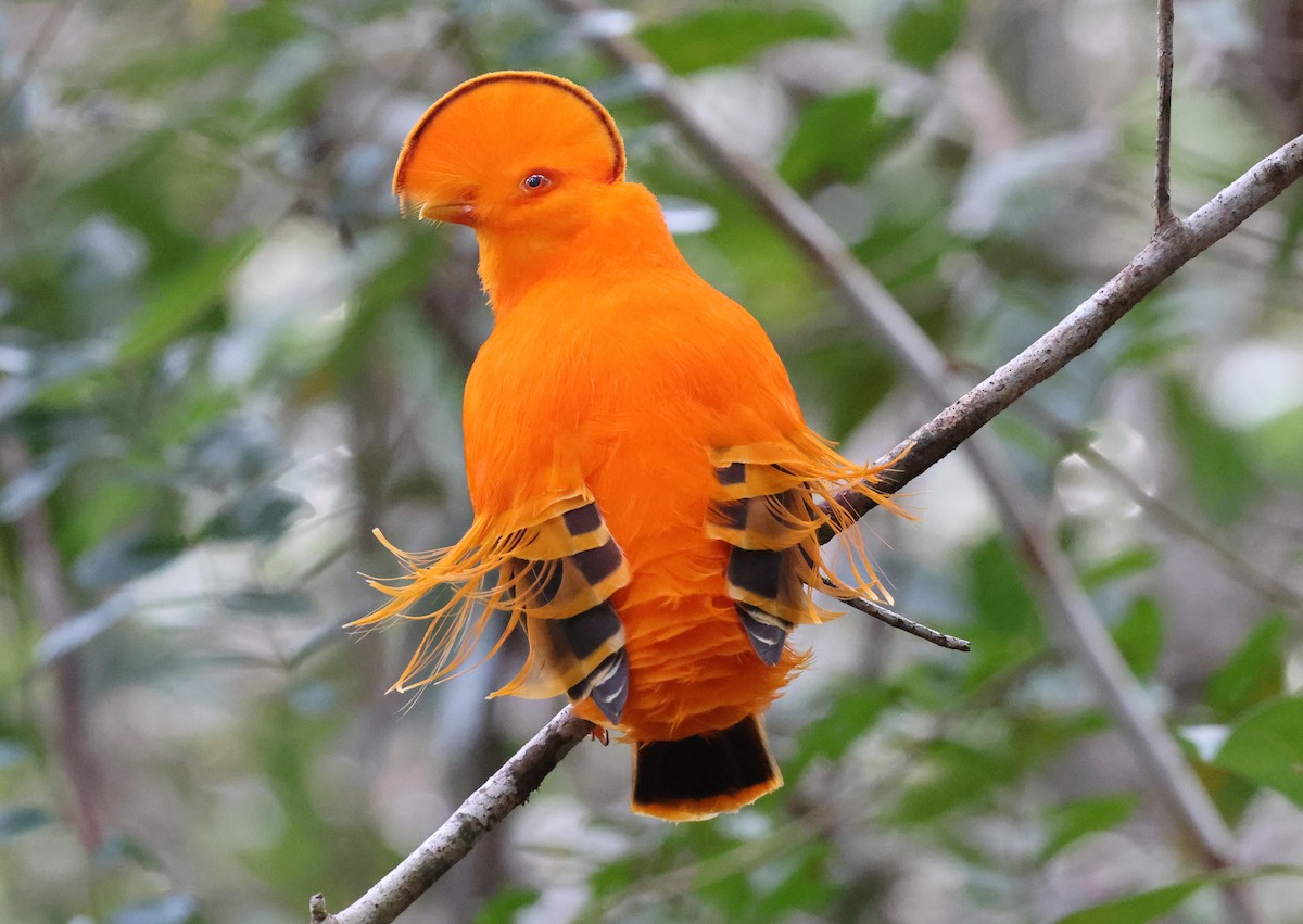 Guianan Cock-of-the-rock - ML620466567