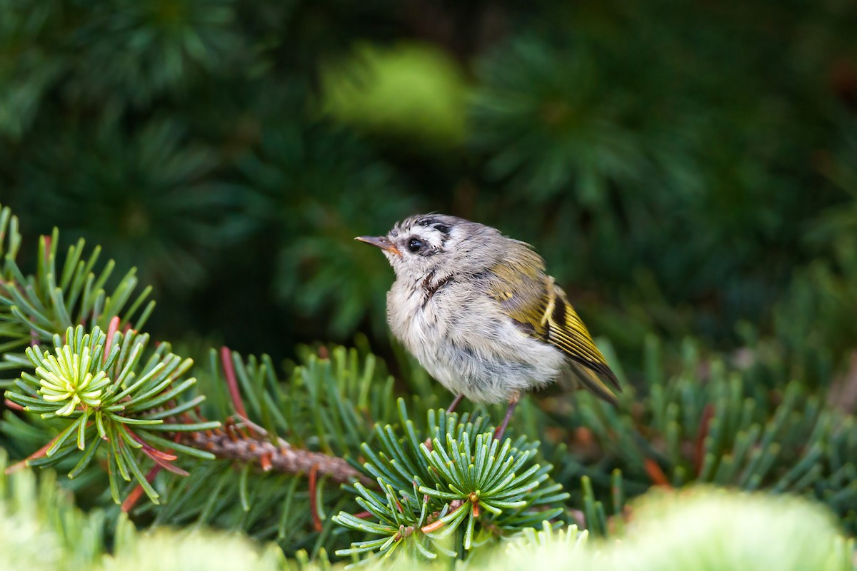 Golden-crowned Kinglet - ML620466574