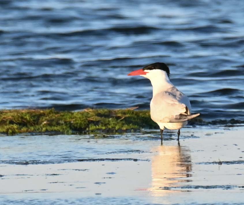 Caspian Tern - ML620466578