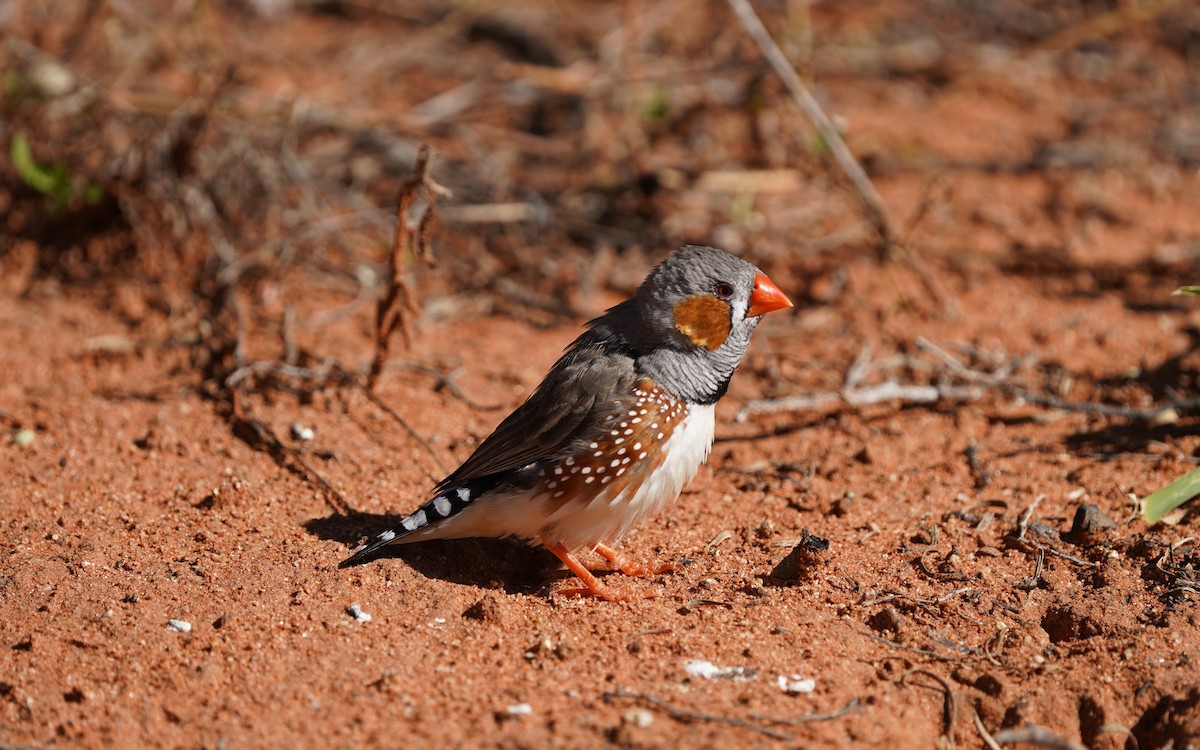 Zebra Finch - Richard Maarschall