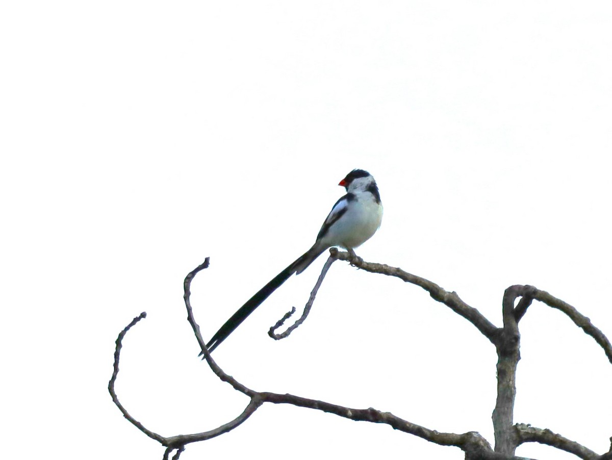 Pin-tailed Whydah - ML620466584