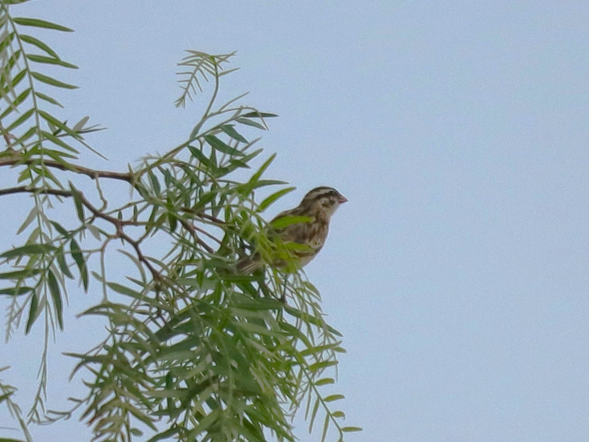 Pin-tailed Whydah - ML620466585