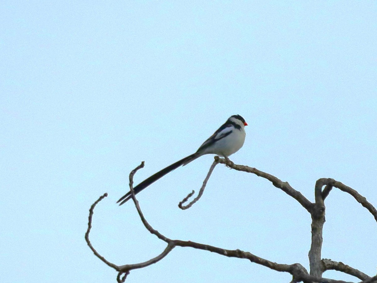 Pin-tailed Whydah - ML620466586