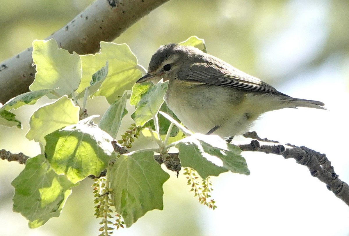 Warbling Vireo - ML620466588