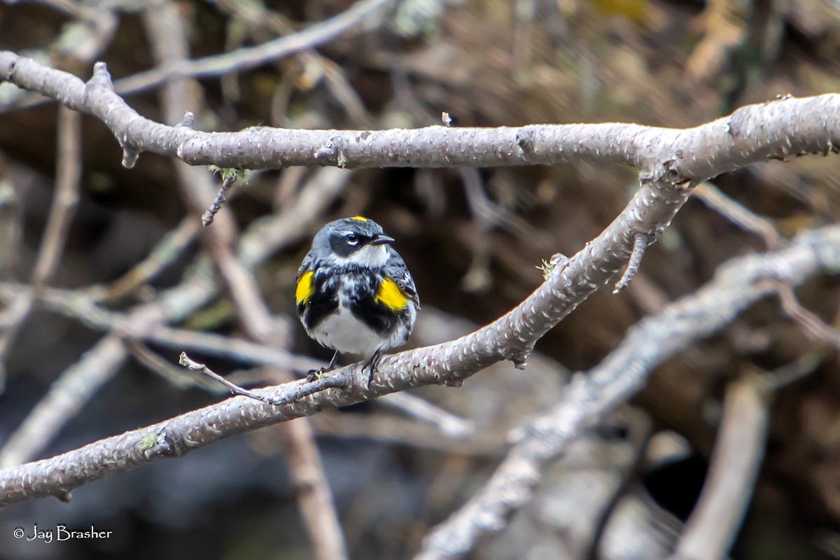 Yellow-rumped Warbler (Myrtle) - ML620466589