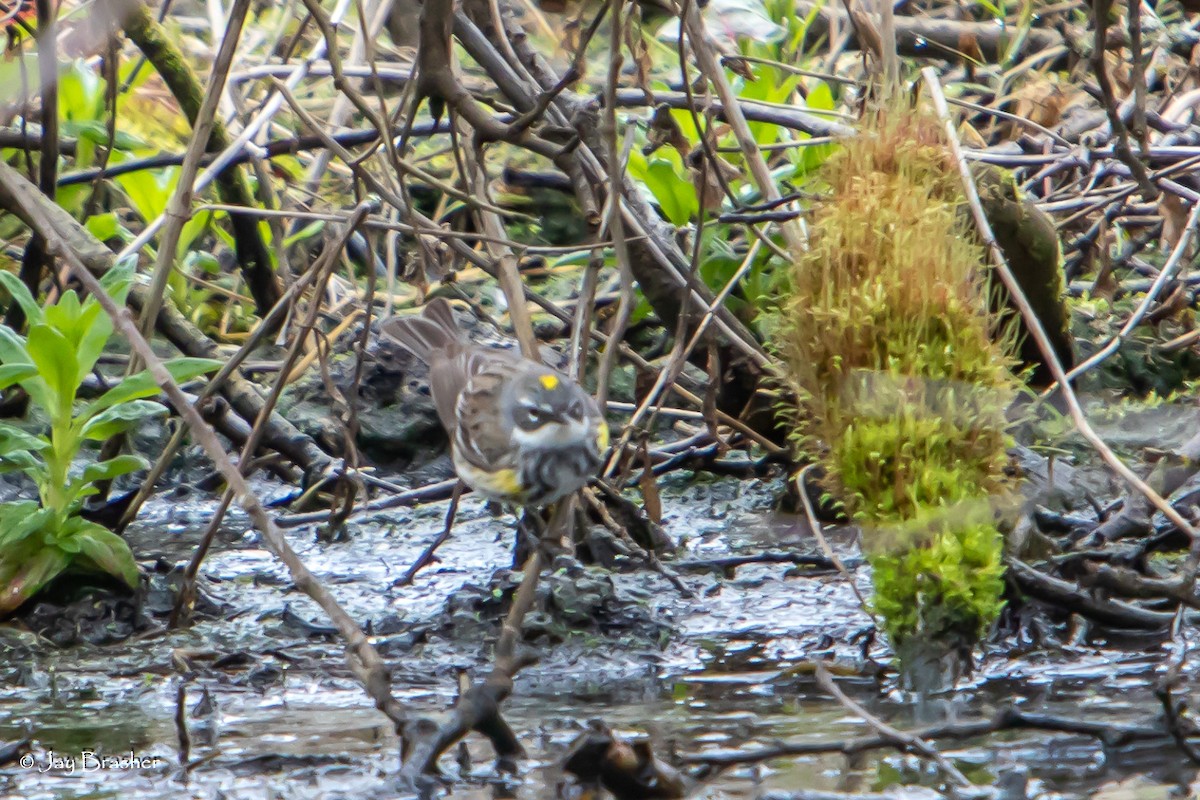 Пісняр-лісовик жовтогузий (підвид coronata) - ML620466590