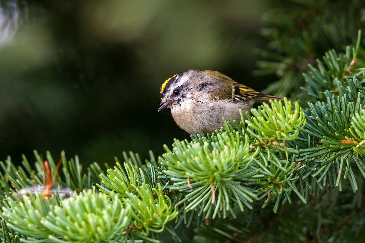 Golden-crowned Kinglet - ML620466596