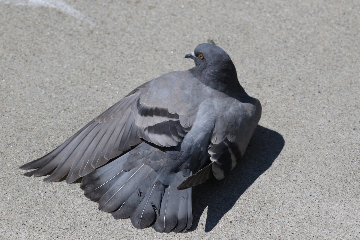 Rock Pigeon (Feral Pigeon) - ML620466599