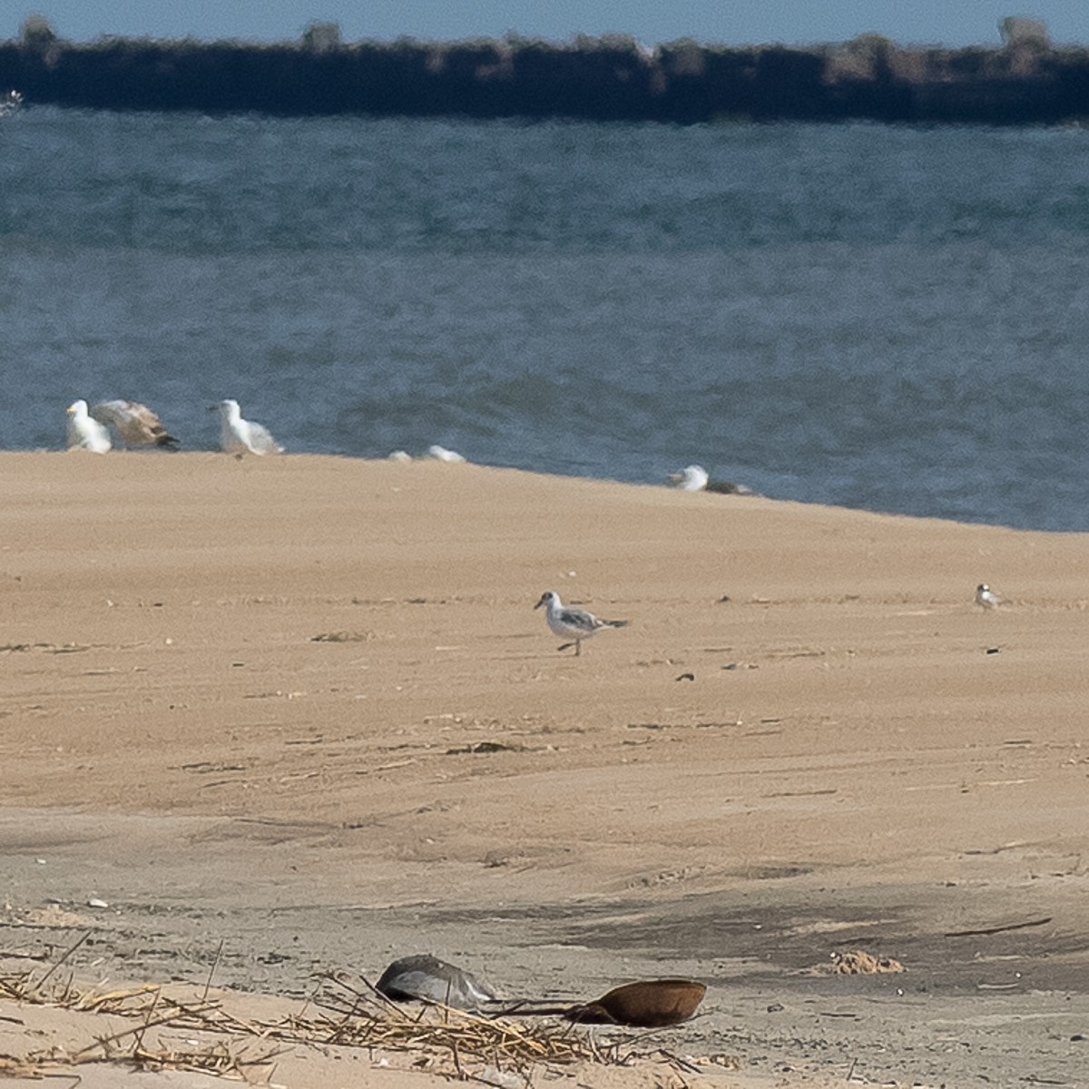 goéland ou mouette sp. - ML620466605