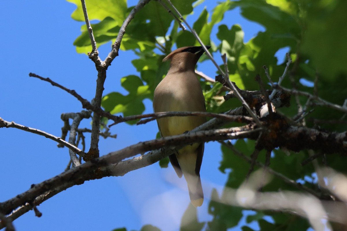 Cedar Waxwing - ML620466608