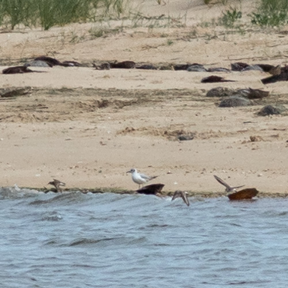 goéland ou mouette sp. - ML620466611