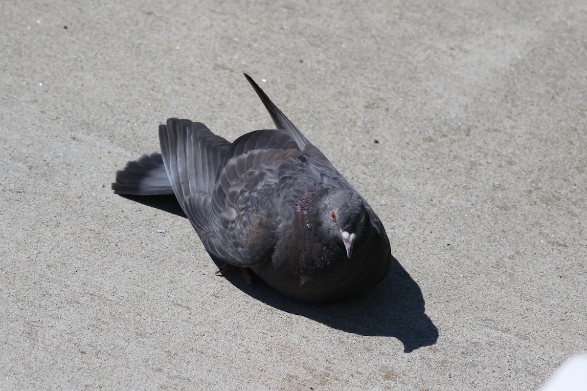 Rock Pigeon (Feral Pigeon) - ML620466617