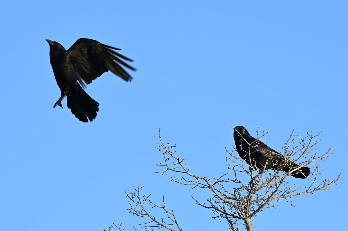 American Crow - ML620466619