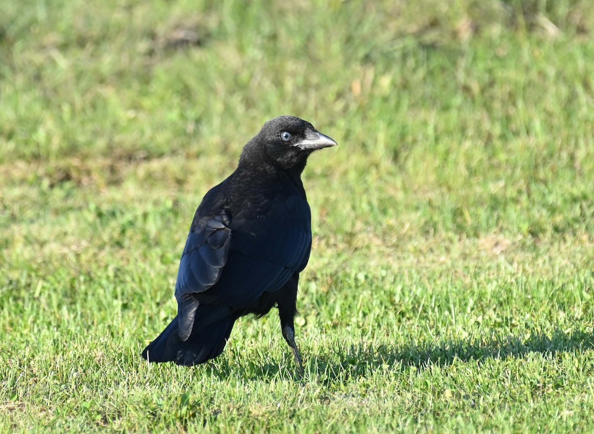 American Crow - ML620466620