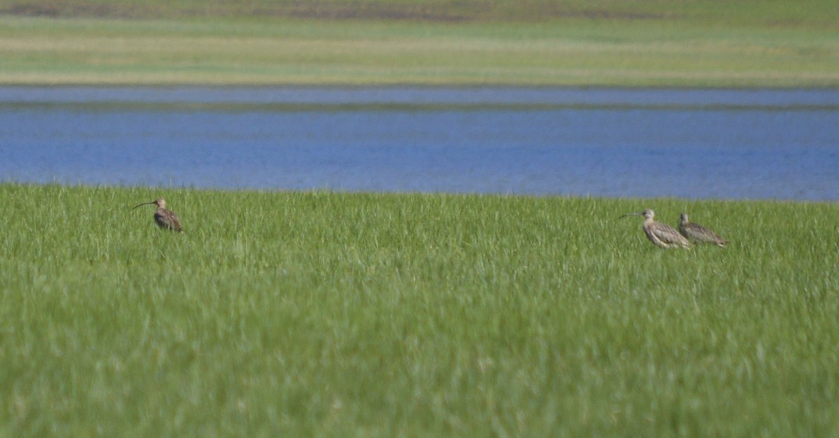 Long-billed Curlew - ML620466621