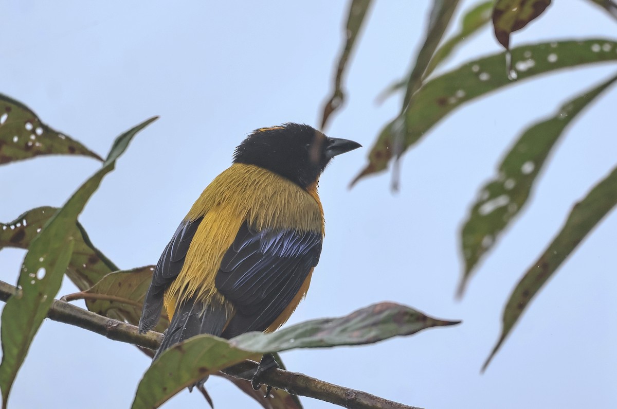 Black-chinned Mountain Tanager - ML620466626