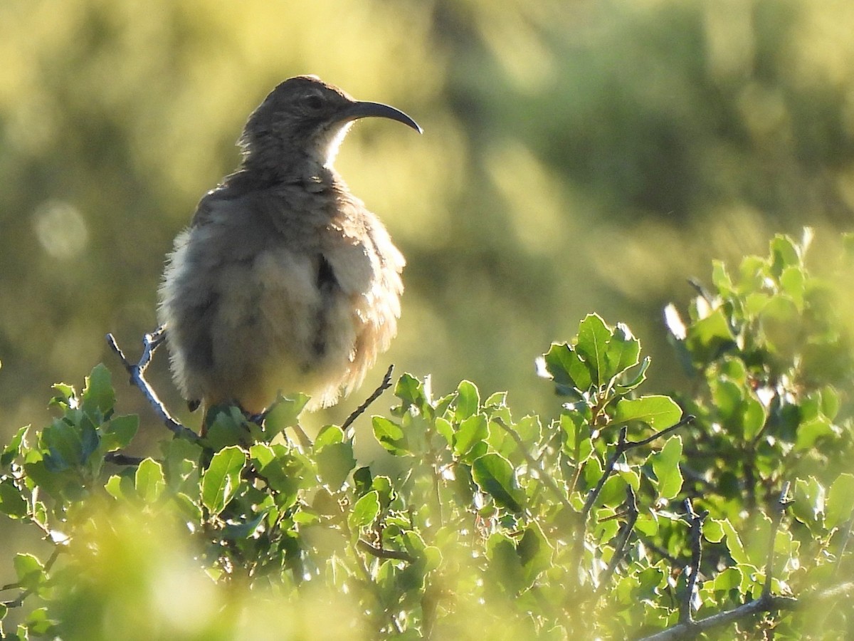 California Thrasher - ML620466627