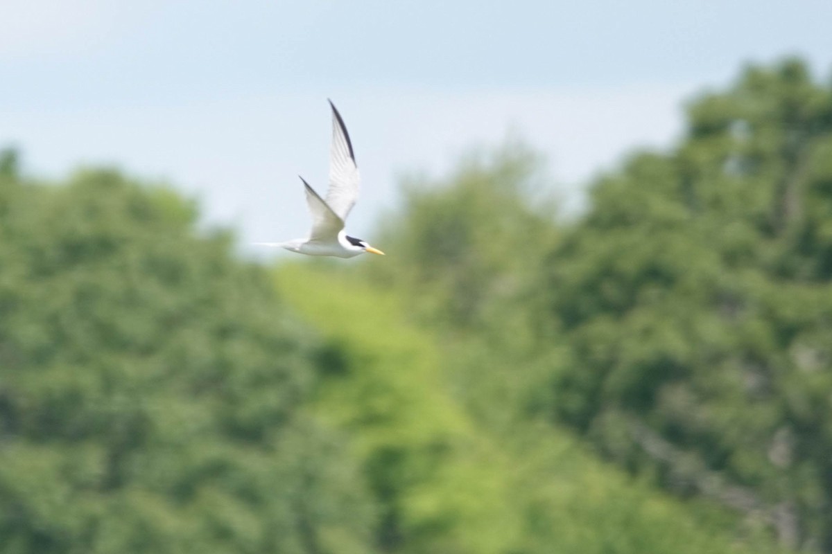 Least Tern - ML620466633