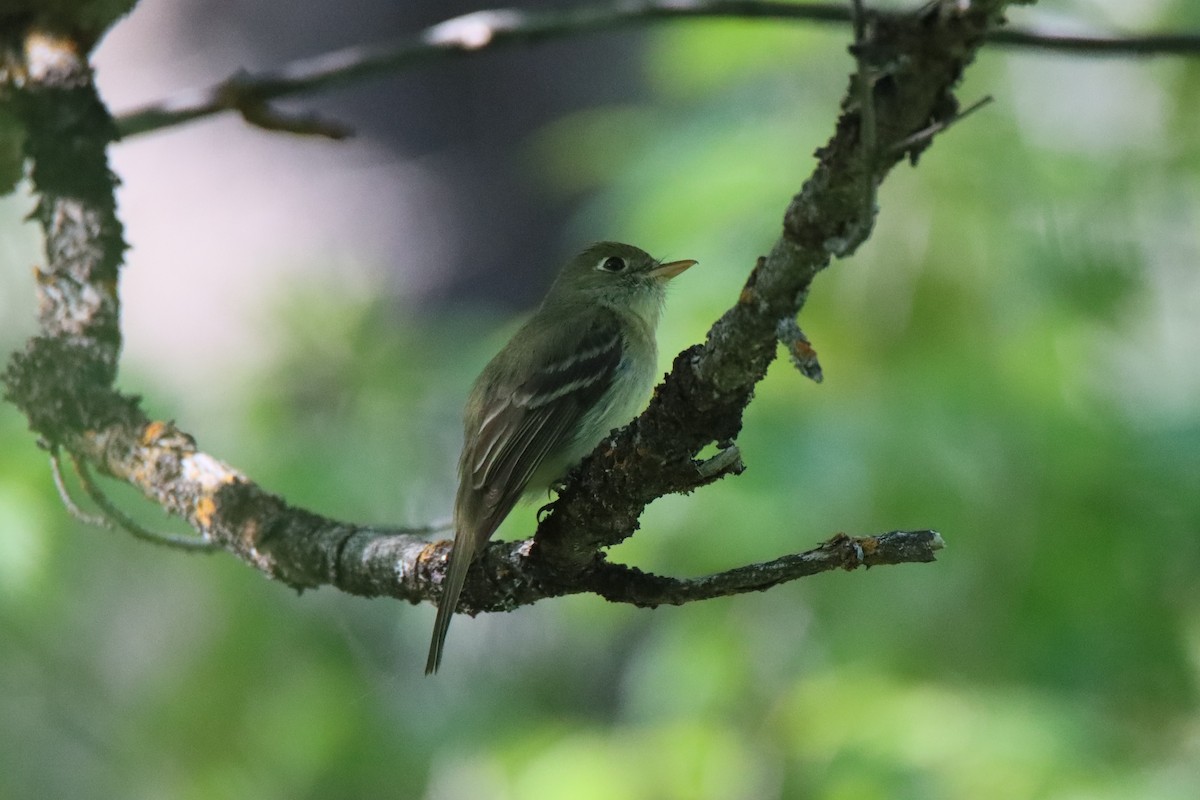 Western Flycatcher - ML620466642