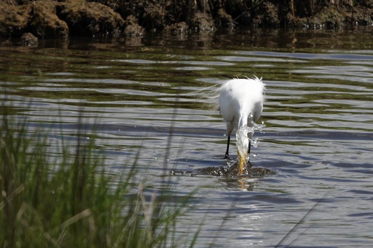 Great Egret - ML620466653