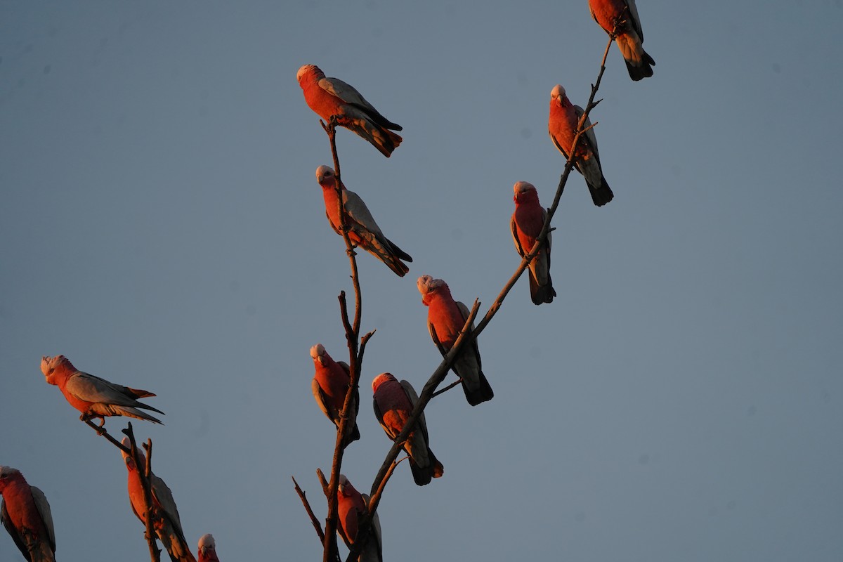 Cacatúa Galah - ML620466655