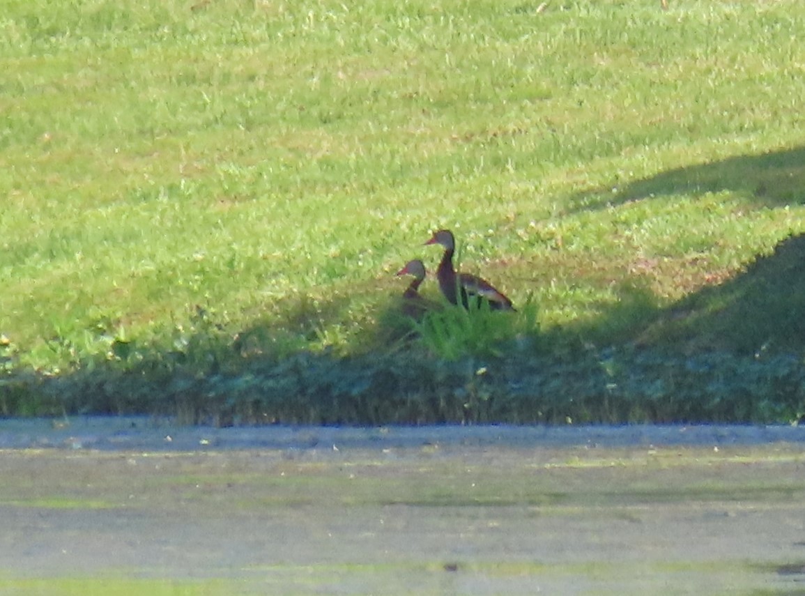 Black-bellied Whistling-Duck - ML620466664