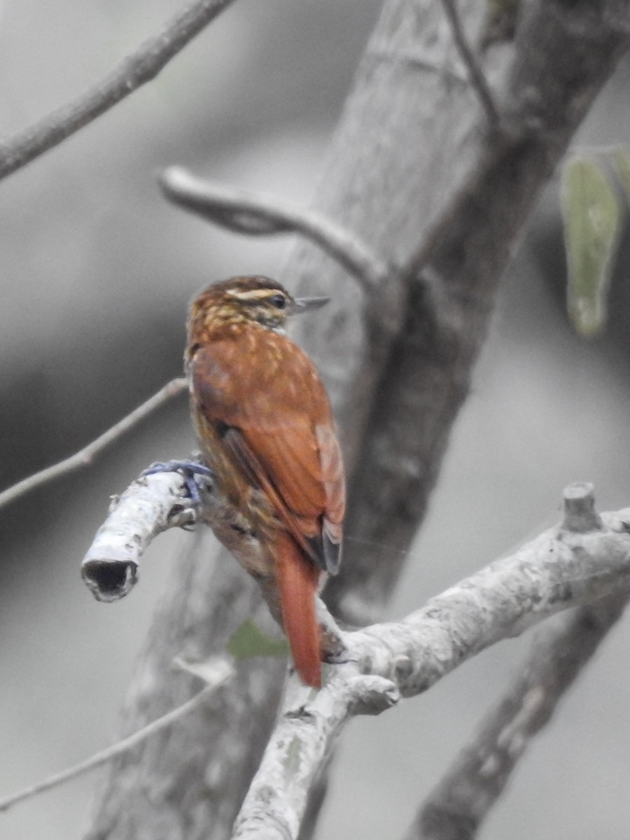 Streaked Xenops - ML620466670