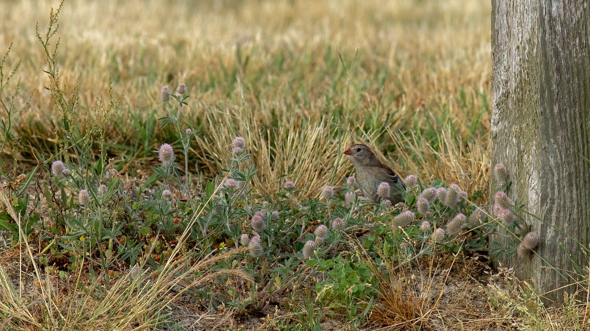 Chipping Sparrow - ML620466671