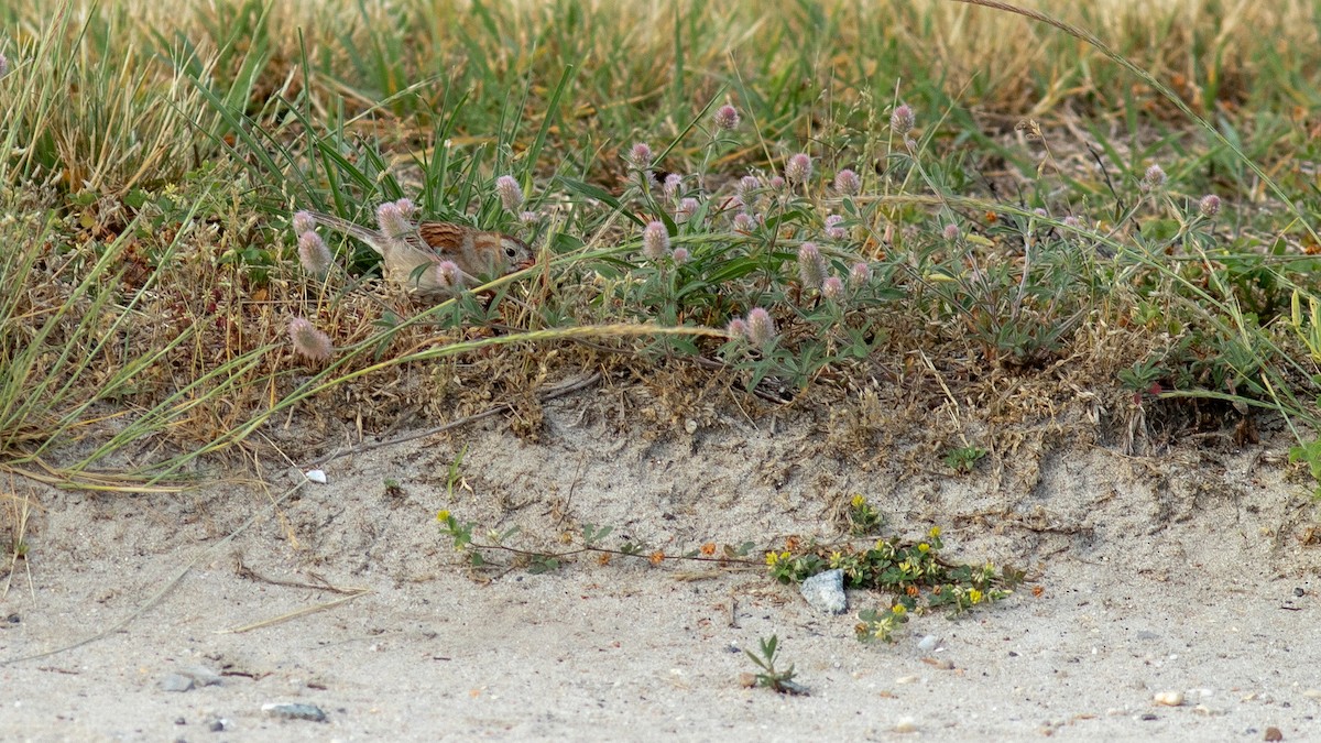 Chipping Sparrow - ML620466672