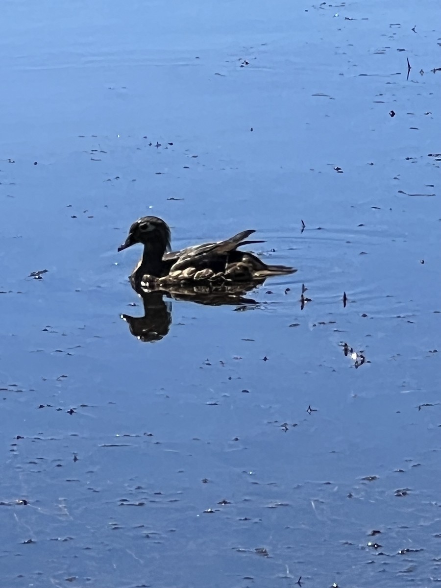 Wood Duck - ML620466674