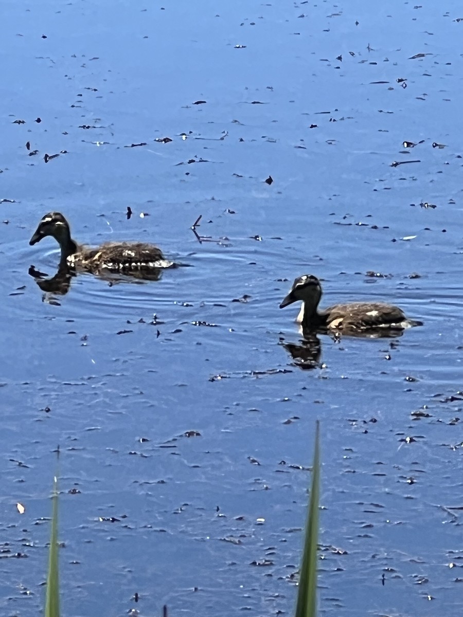 Wood Duck - ML620466675