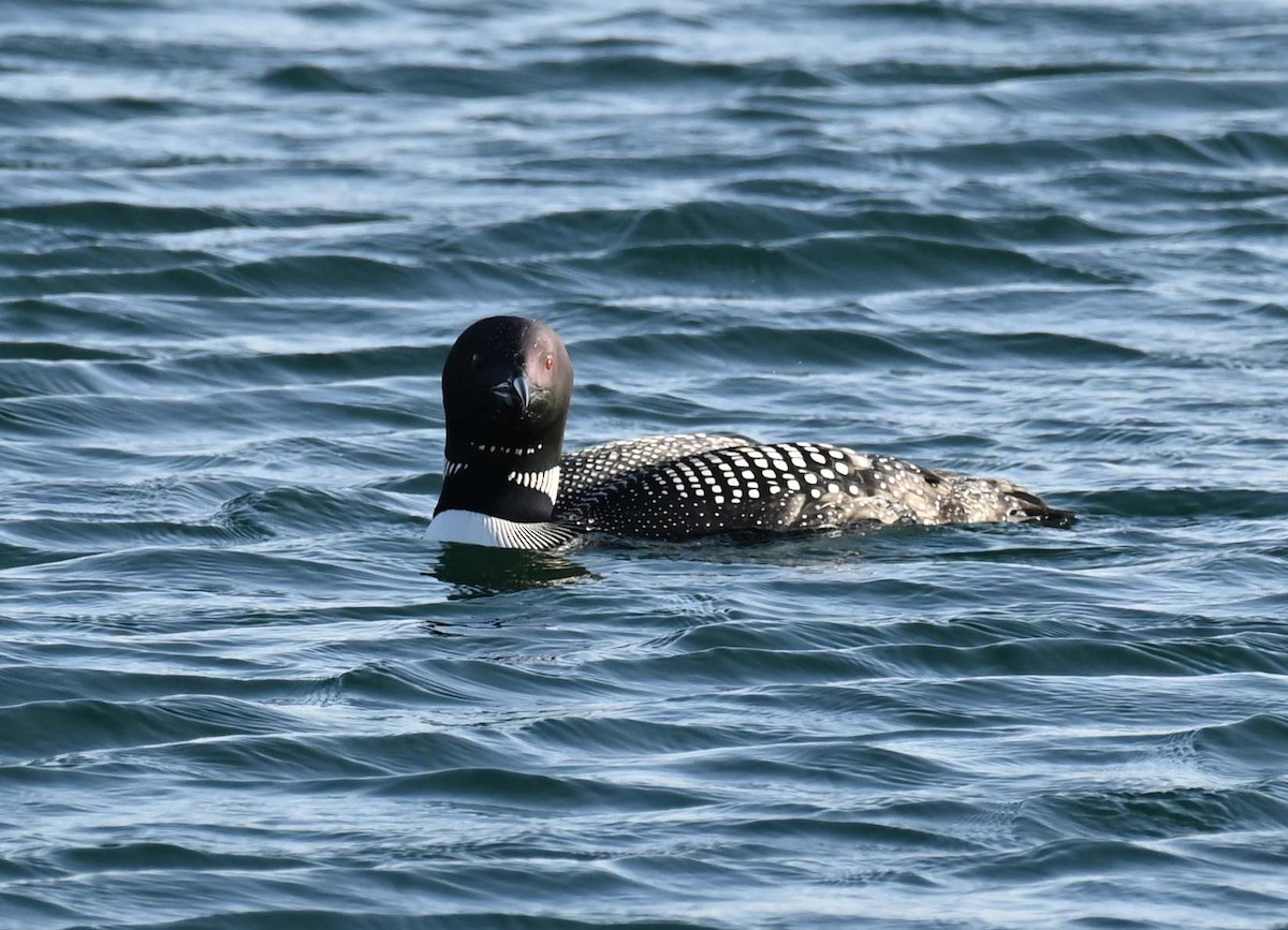 Plongeon huard - ML620466680