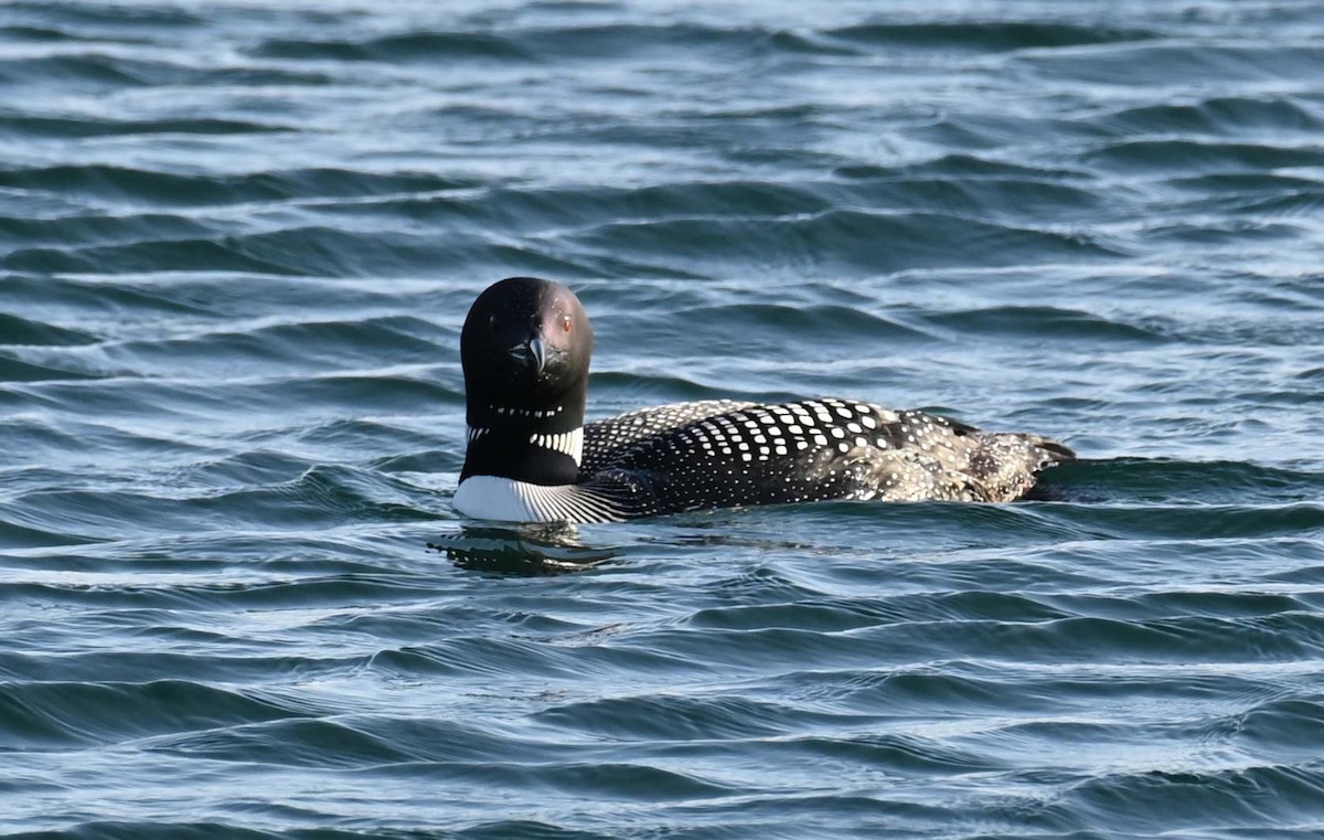 Common Loon - ML620466681