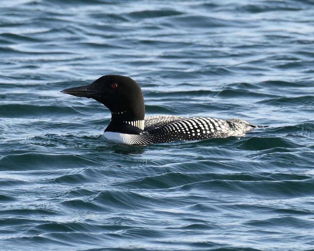 Plongeon huard - ML620466683