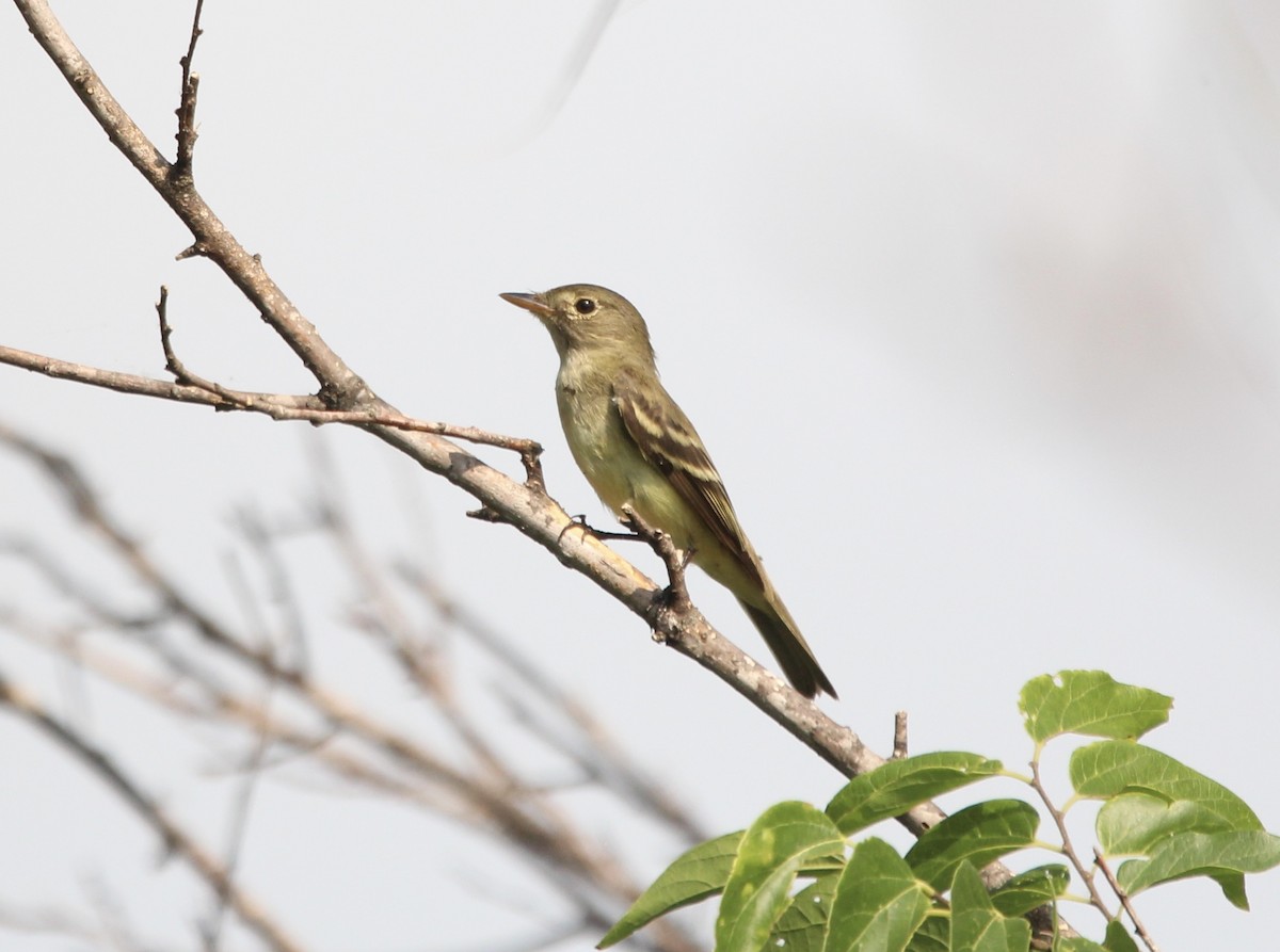 new world flycatcher sp. - ML620466687