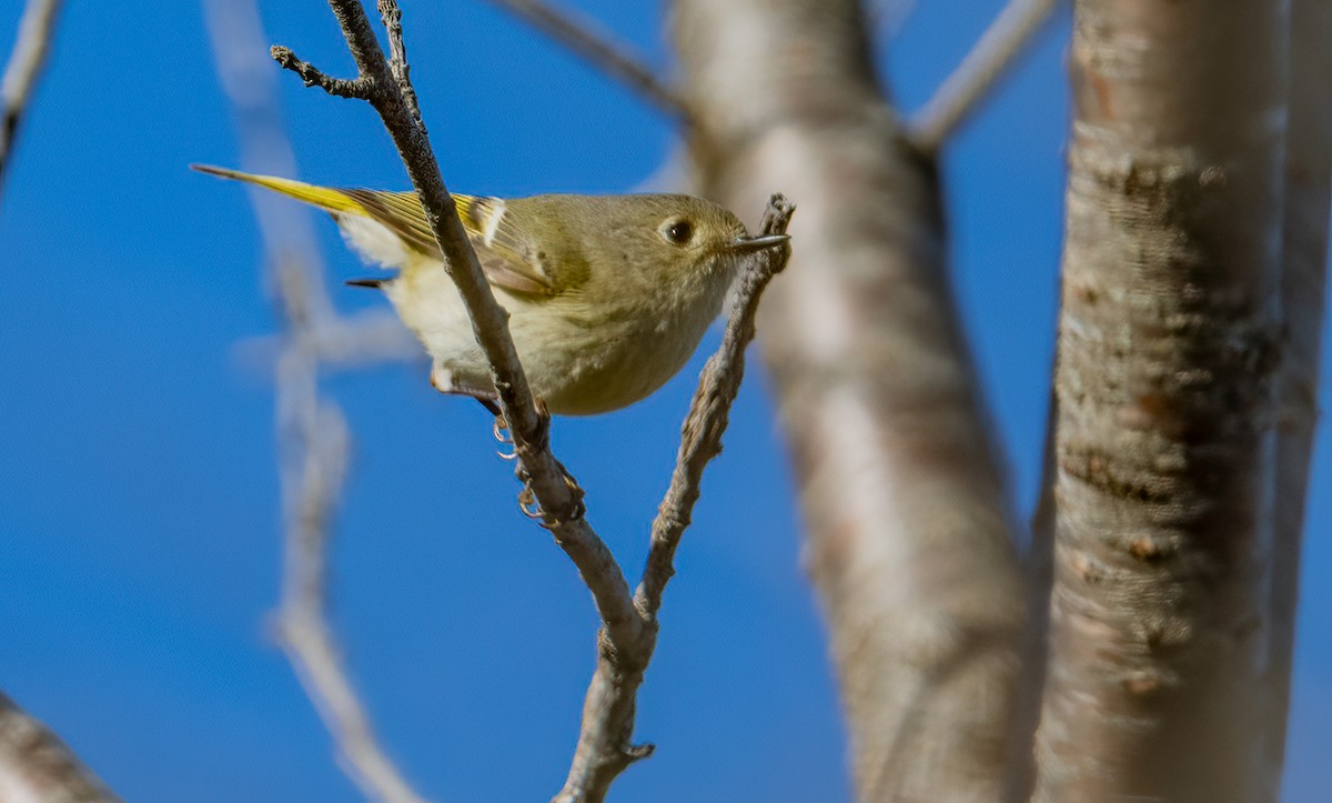 Ruby-crowned Kinglet - Jim Carroll