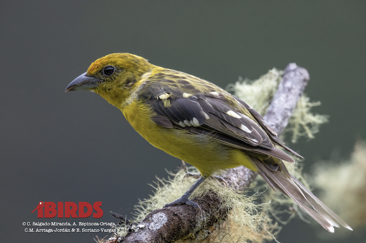 Flame-colored Tanager - C. Salgado-Miranda & E. Soriano-Vargas