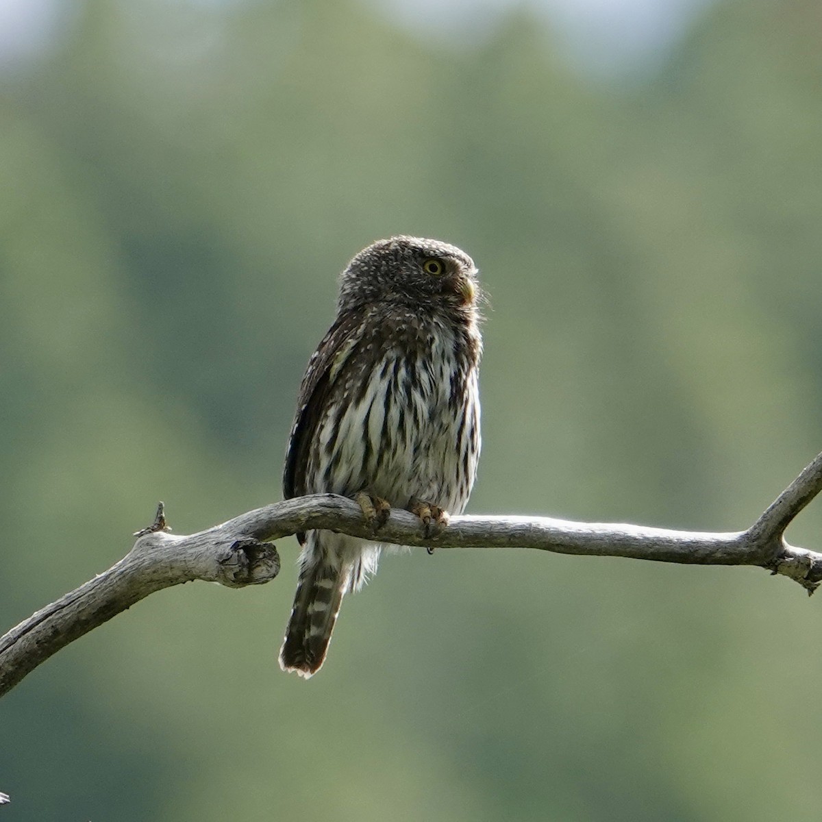 Northern Pygmy-Owl - ML620466707