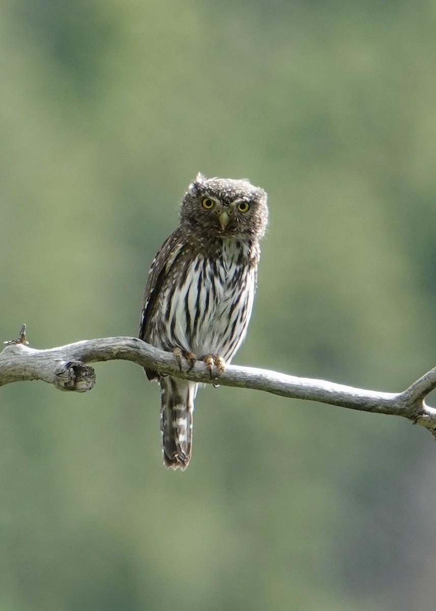 Northern Pygmy-Owl - ML620466708