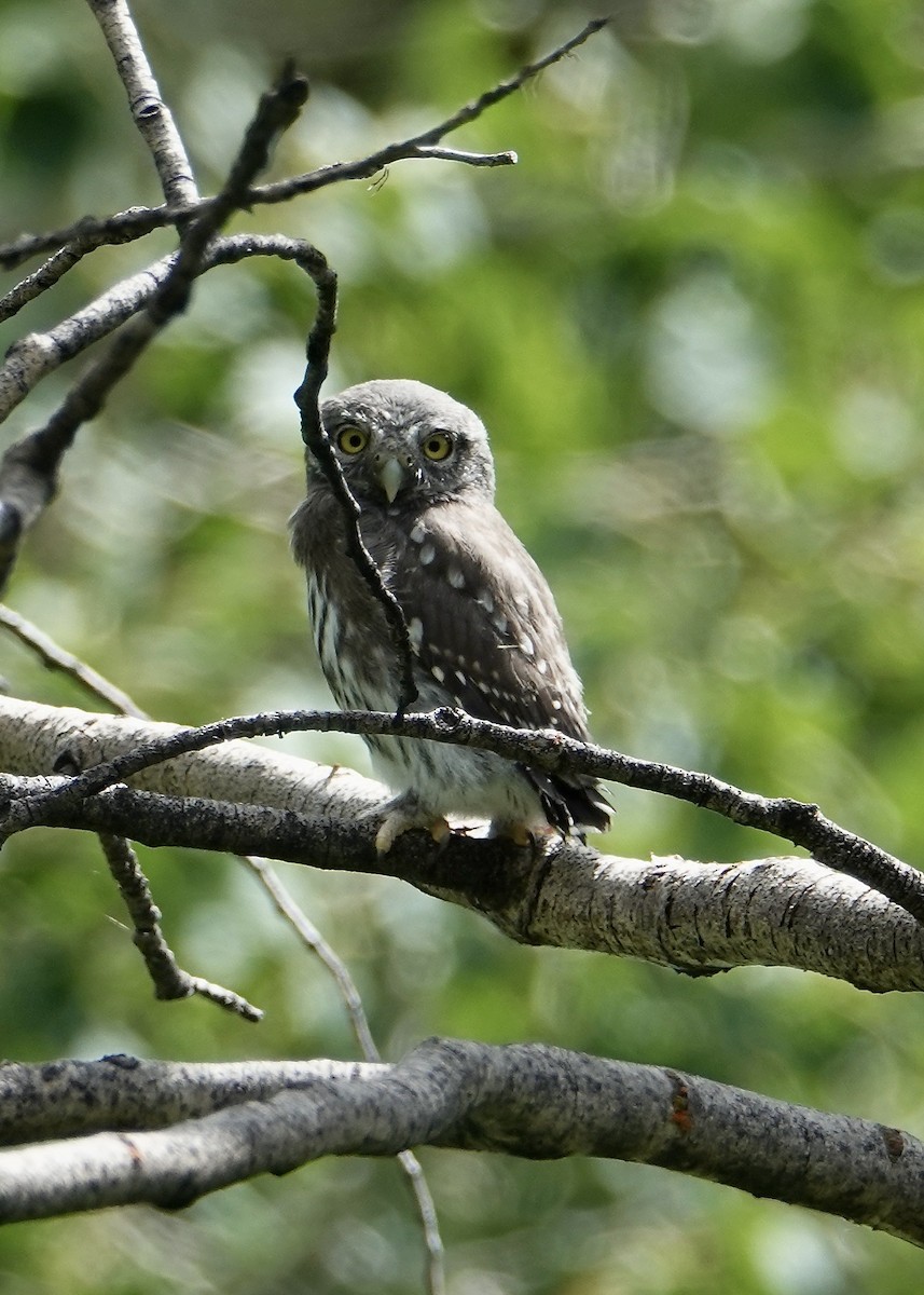 Northern Pygmy-Owl - ML620466709