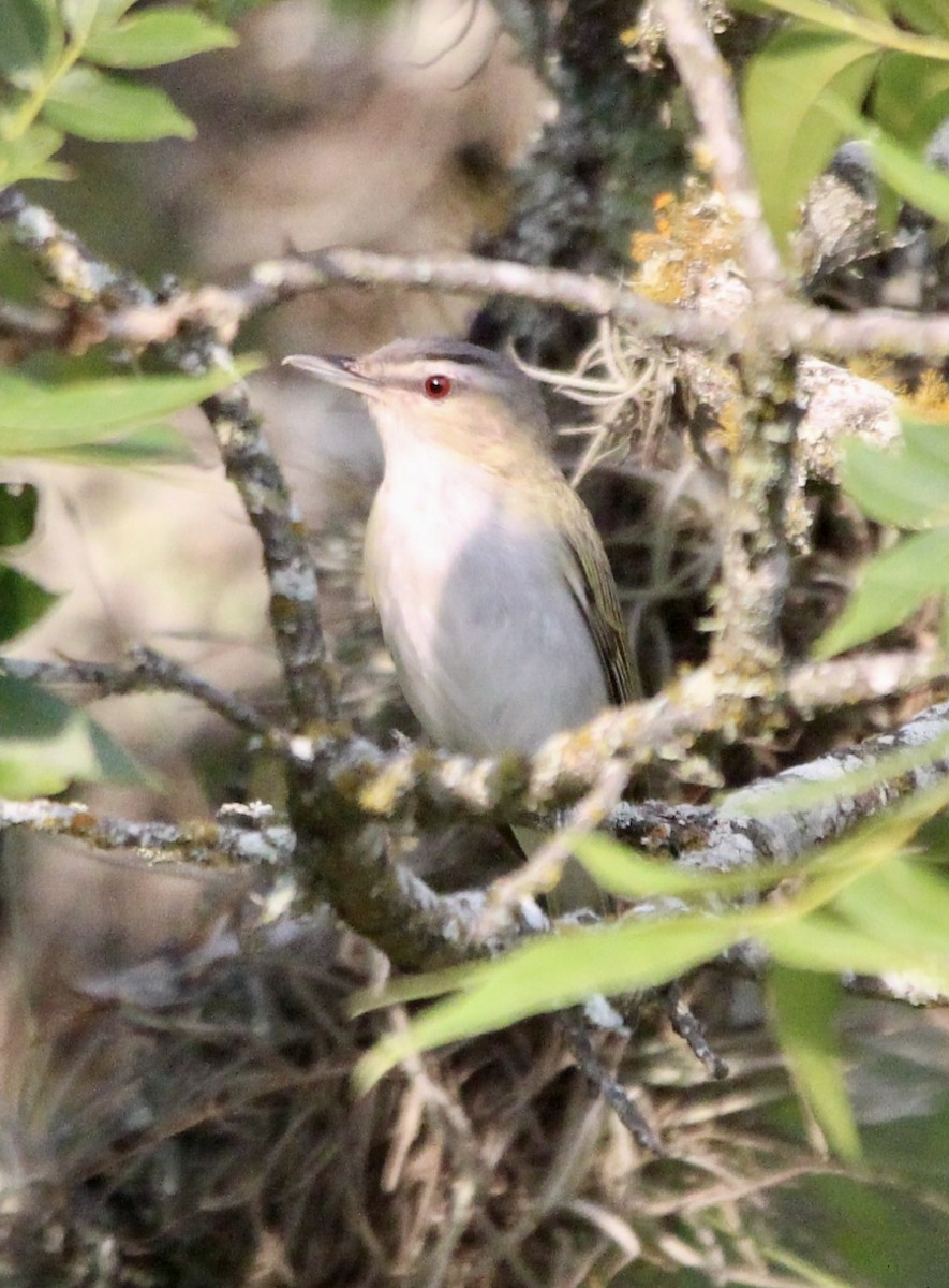 Red-eyed Vireo - ML620466718