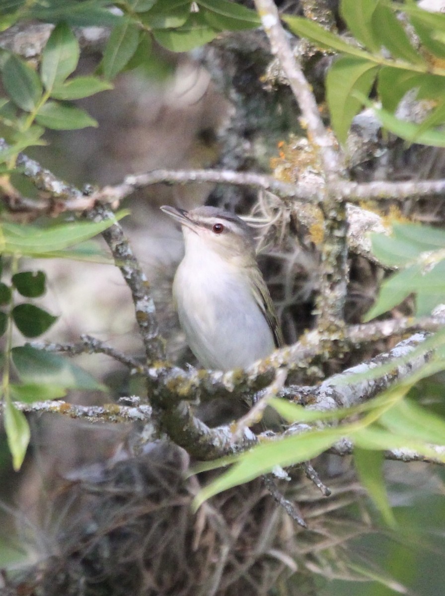 Red-eyed Vireo - ML620466719