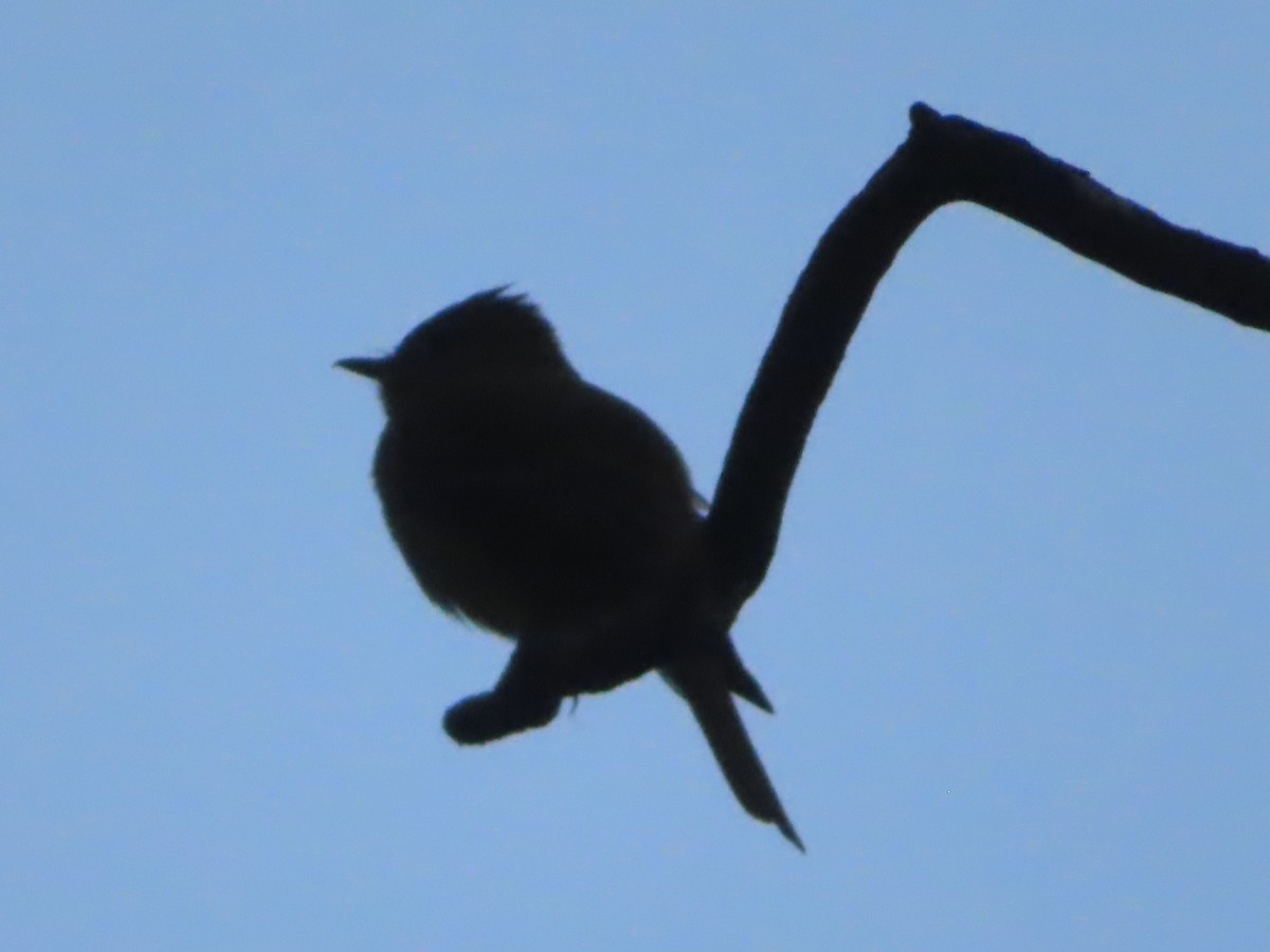 Western Flycatcher - ML620466720