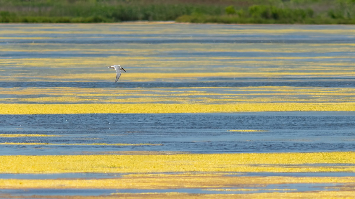 Forster's Tern - ML620466729