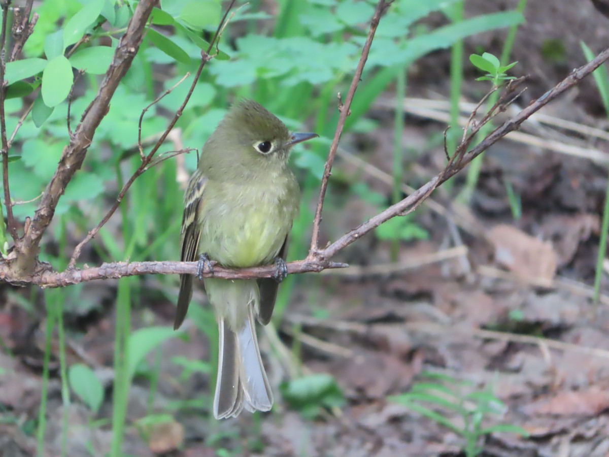 Western Flycatcher - ML620466730