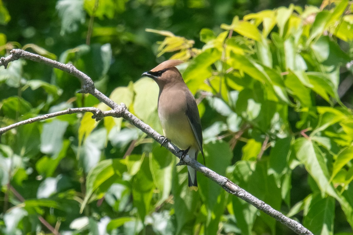 Cedar Waxwing - ML620466738