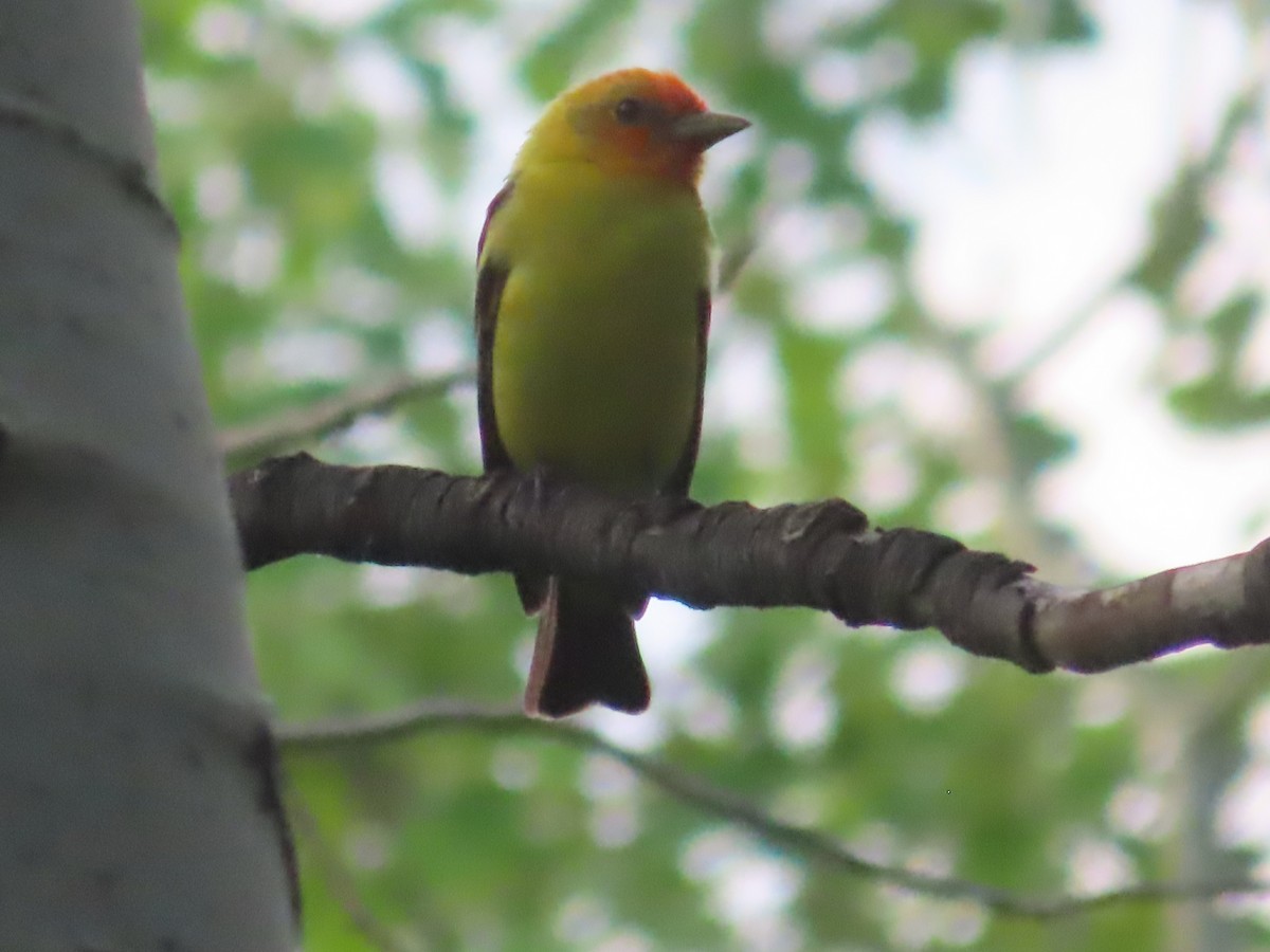 Western Tanager - ML620466747
