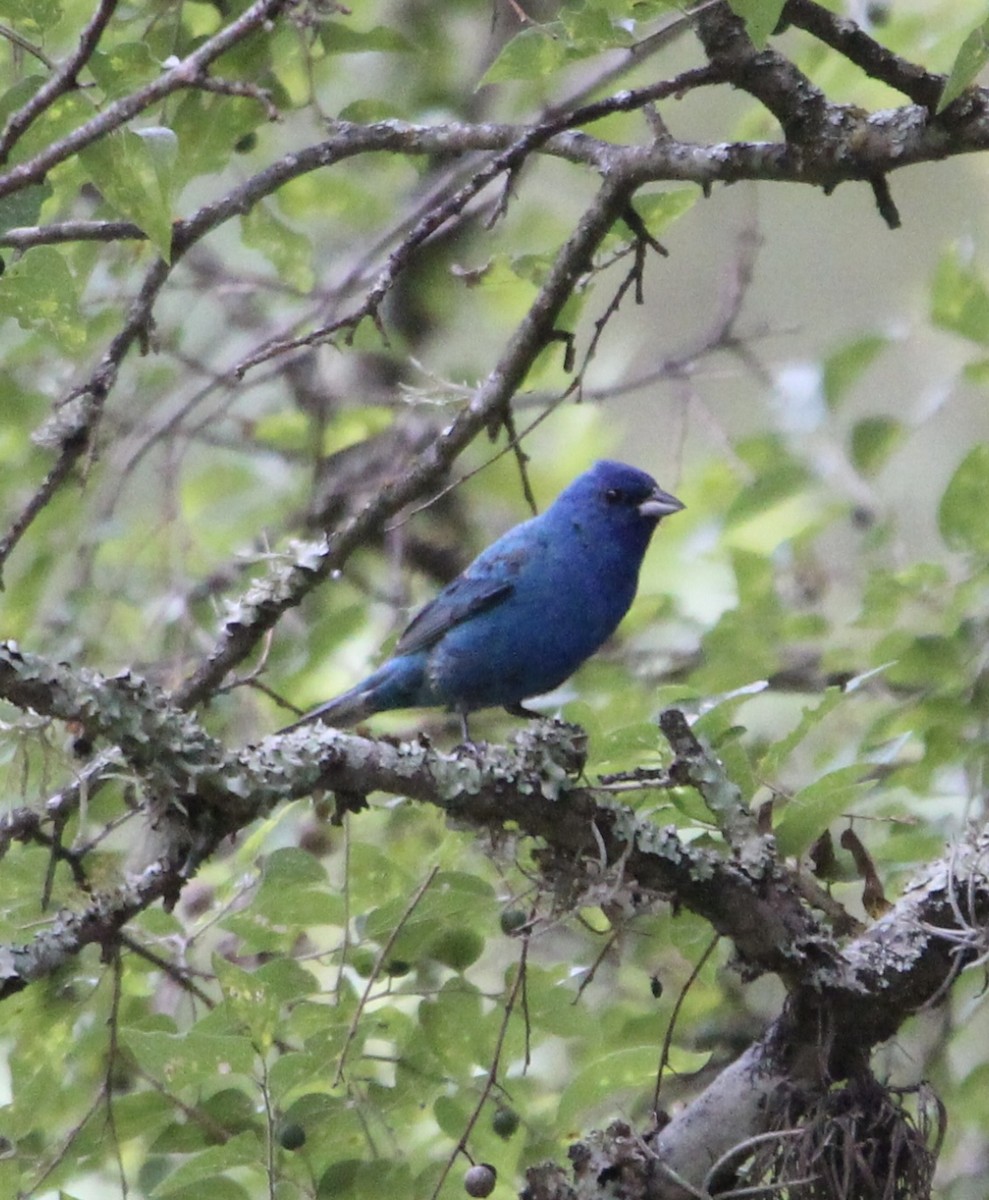 Indigo Bunting - ML620466748