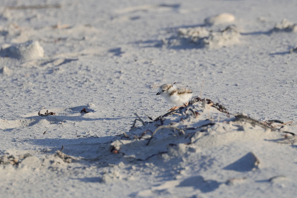 Piping Plover - ML620466754